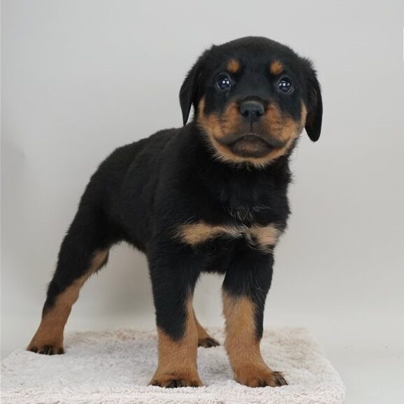 Diesel (5)