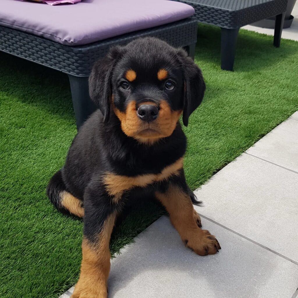 Gunther