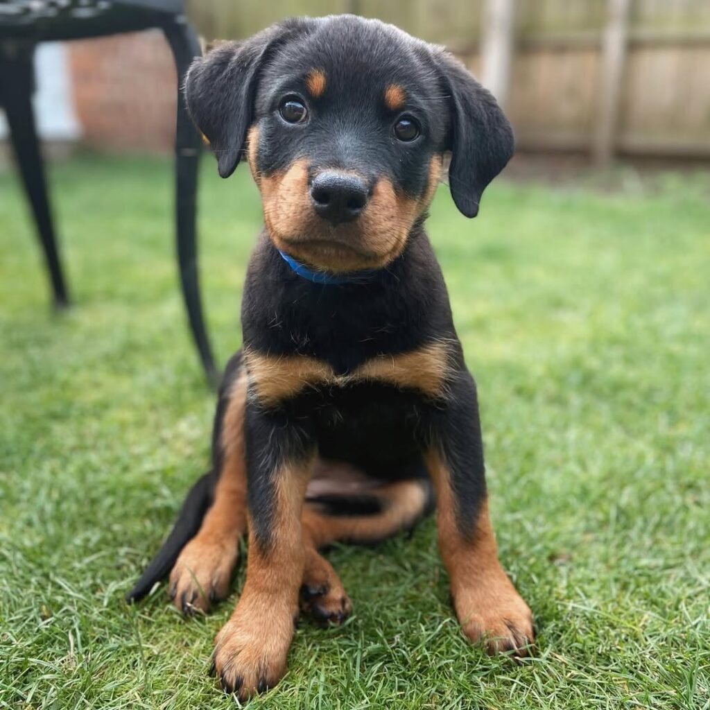 Lucy