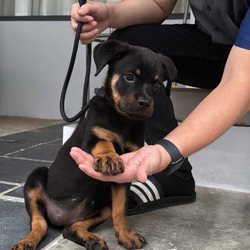 Roxy